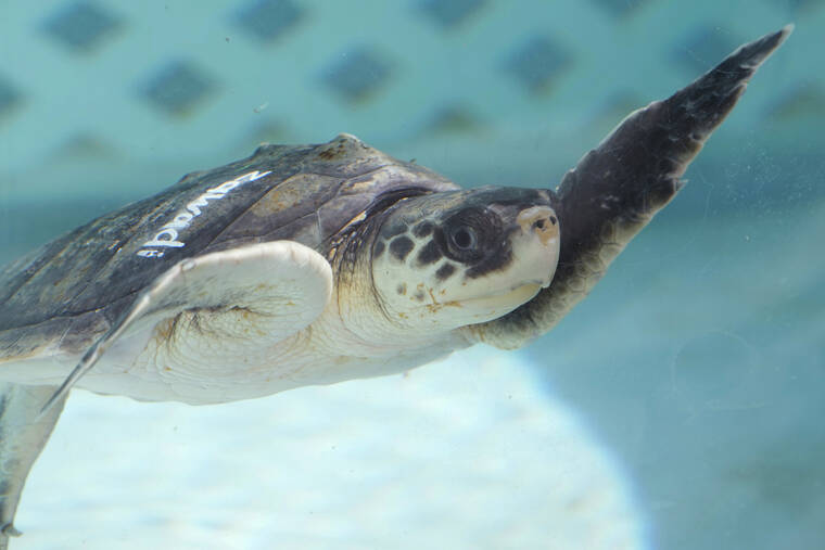 ASSOCIATED PRESS
Zawadi, a Kemps Ridley sea turtle, swims in a tank at the Loggerhead Marinelife Center today in Juno Beach, Fla. Several Kemps Ridley sea turtles are being treated at the center after they were flown to Florida from Massachusetts suffering from cold stun. They will continue to be cared for at the center until they are healthy enough to be released back into the ocean.